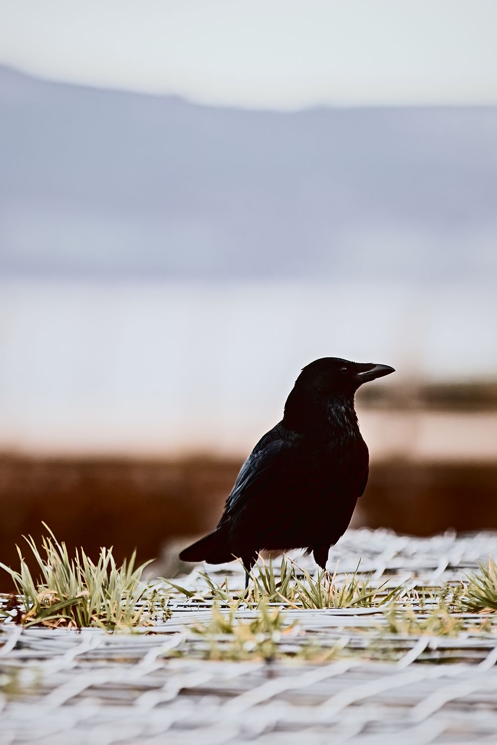 A crow standing on frosty ground among tufts of grass, with the sea soft behind