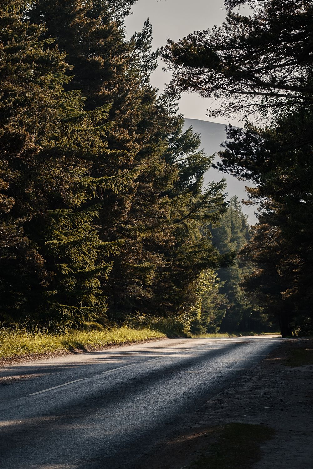 A quiet road curving through tall pines, Scottish Highlands