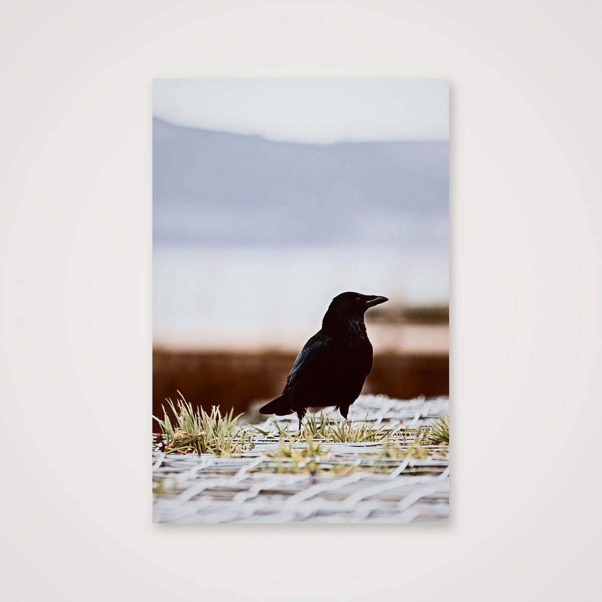 c o r v i d — 30×45cm, 12×18" Print only